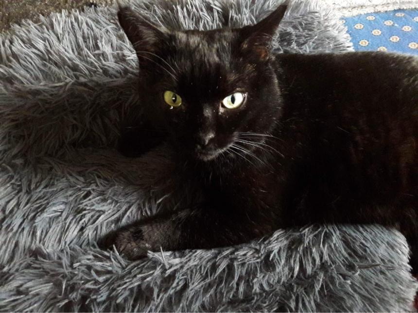 Titi 