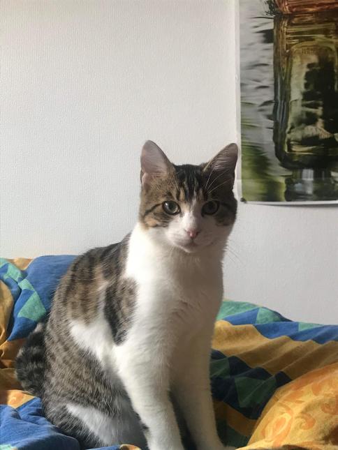 Timon 