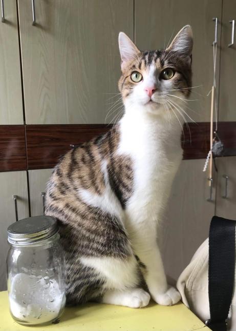 Timon