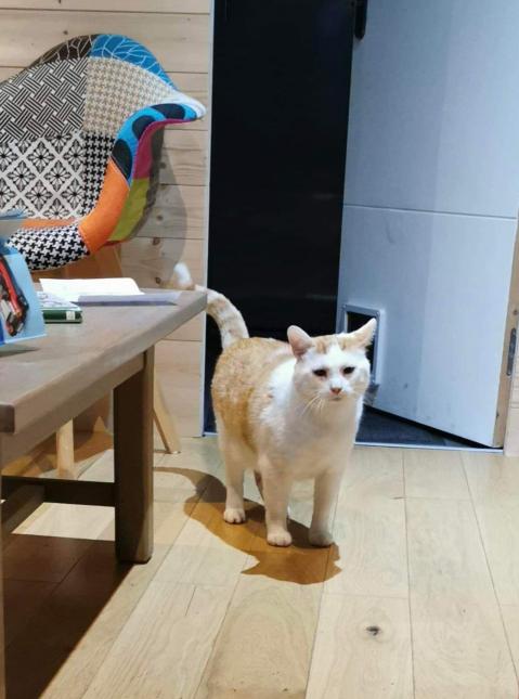 Pato