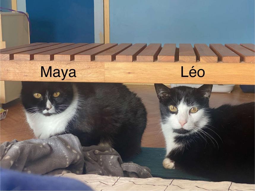 Maya