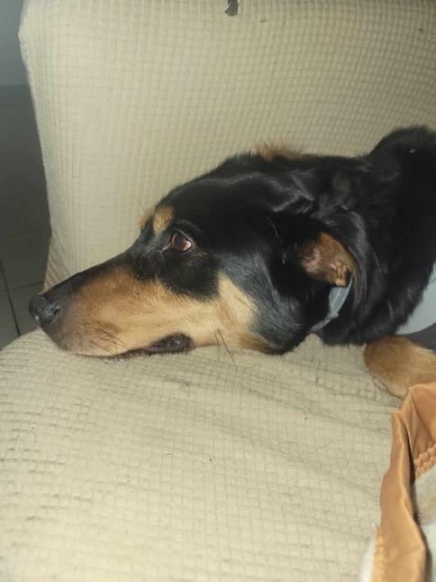 Pepito