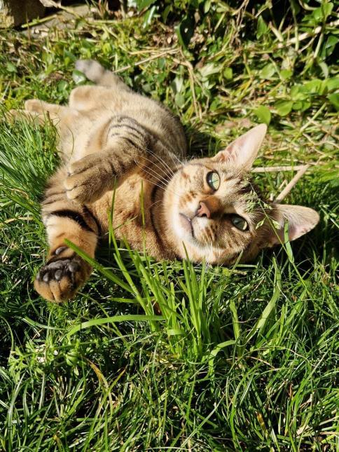 Ziggy