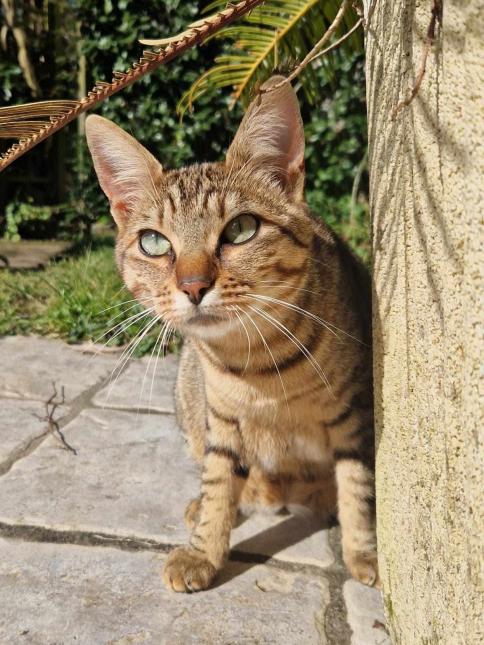 Ziggy
