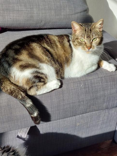 Mirabelle 
