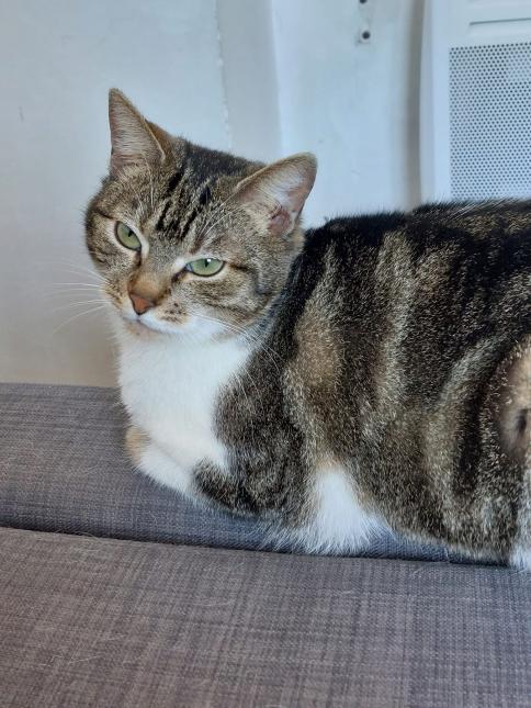 Mirabelle 