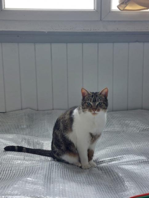 Mirabelle 