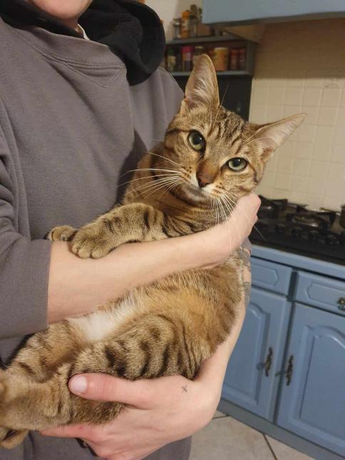 Ziggy