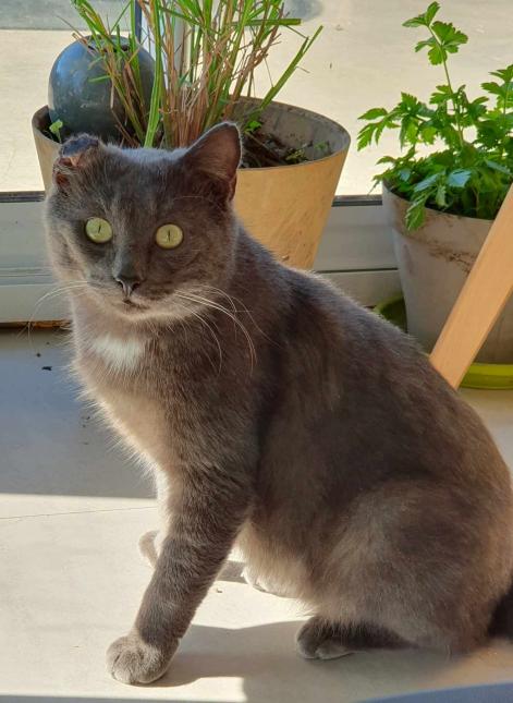 Romylus 