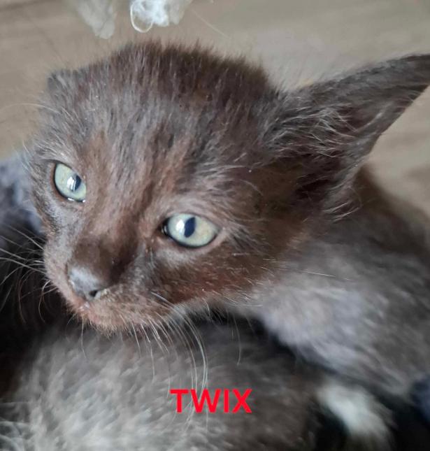 Twix 