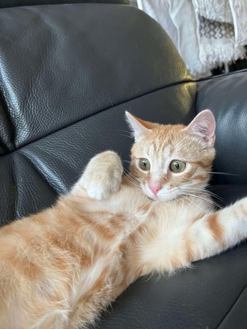 Cornelius