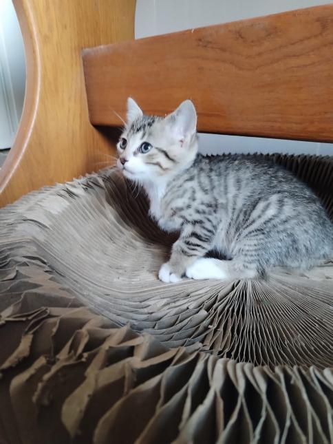 Mew
