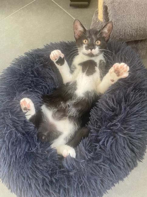 Biscuit 