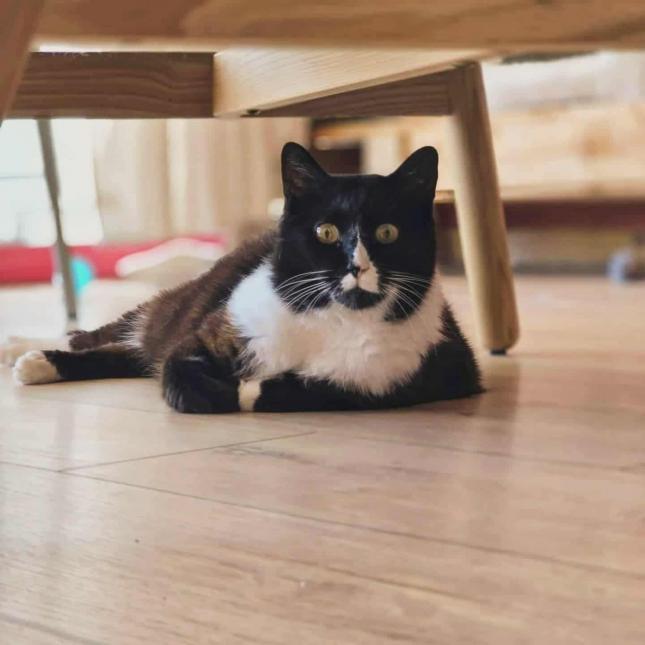 Maya
