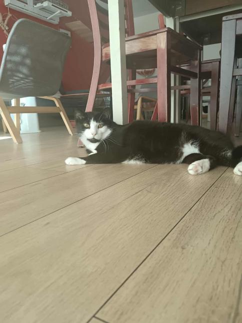 Maya