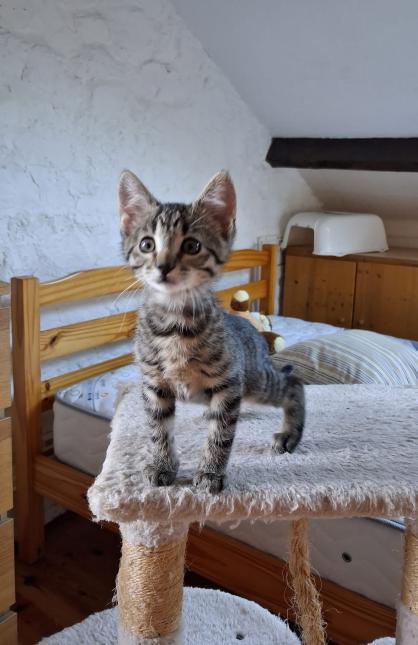Albus