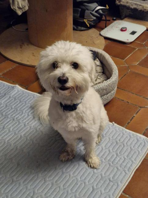 Otto