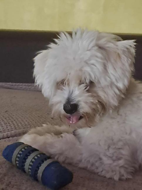 Otto