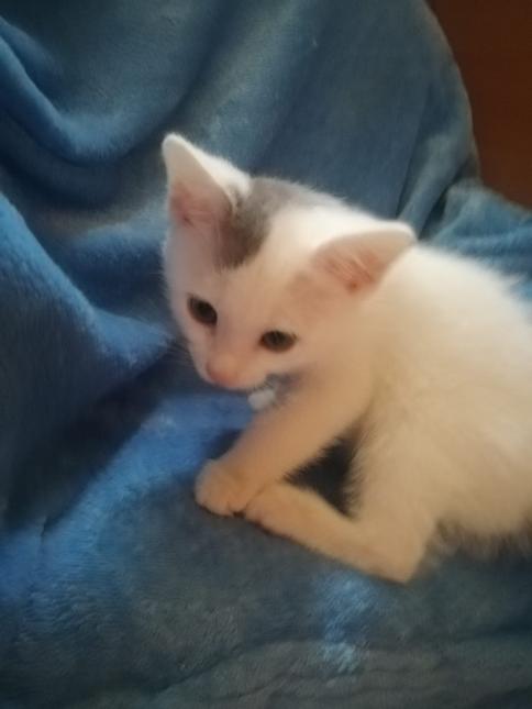 Mylos