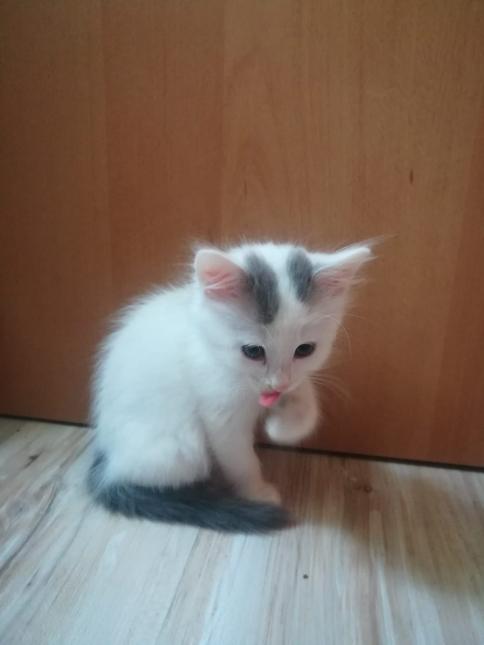 Simy