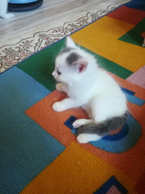 Simy
