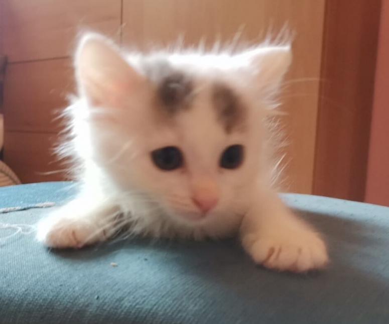 Kéa