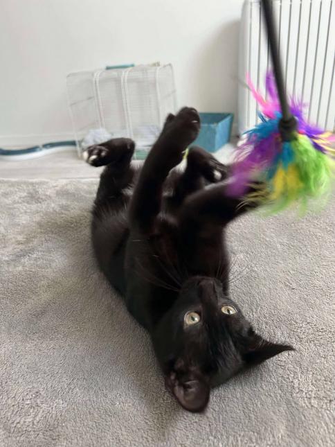 Jinx