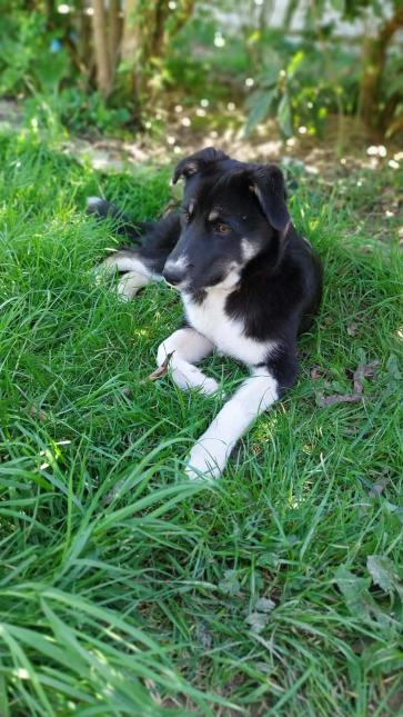TIA