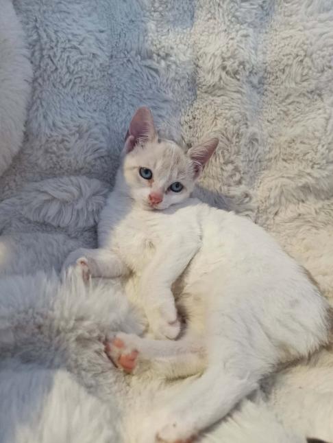 CHOUQUETTE