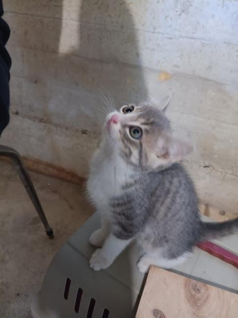 MIRABELLE