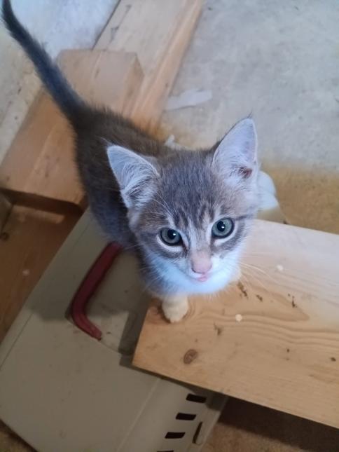 MIRABELLE