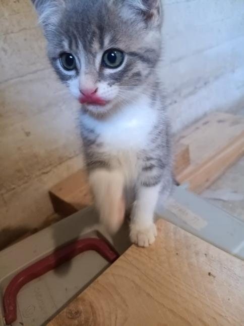 MIRABELLE