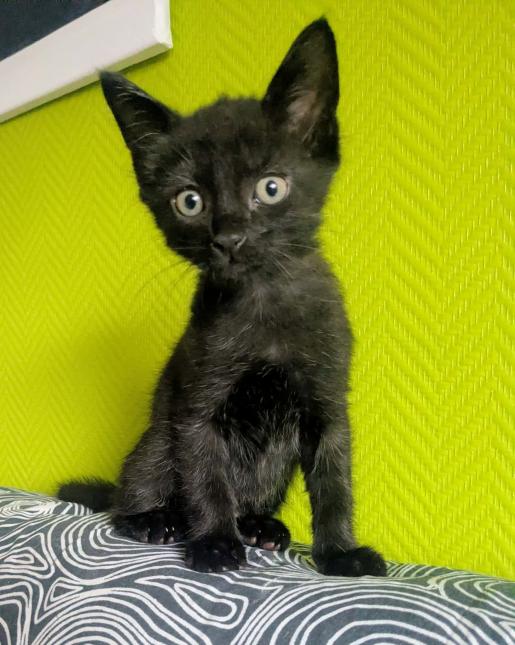 SUMI