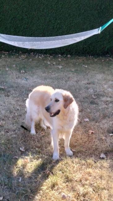 TAIGO