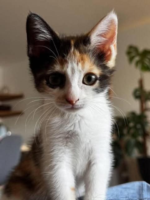 BONNIE