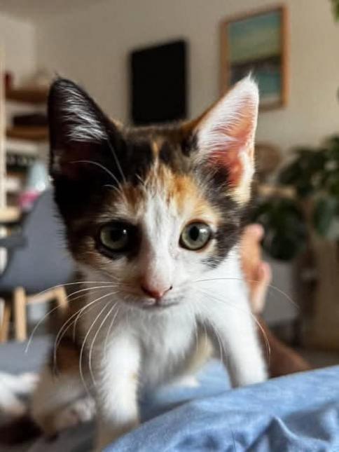 BONNIE