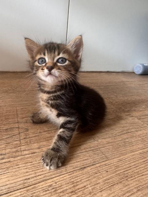 BERNARD