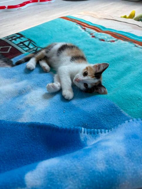 KITTY