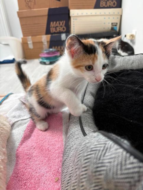 KITTY
