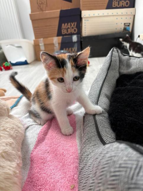 KITTY