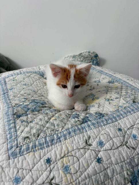 OGGY