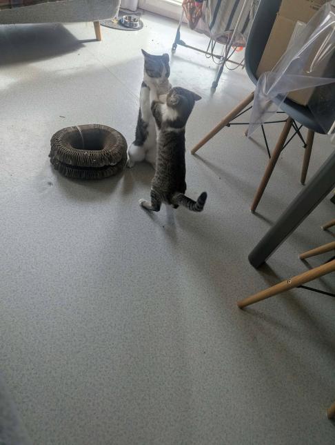 BONNIE AND CLYDE