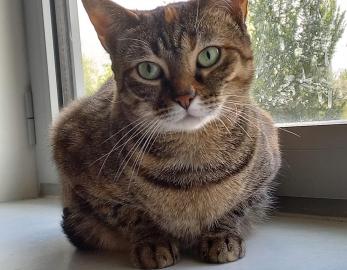 Mikado