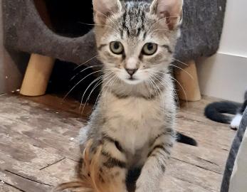 Zilly