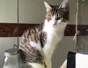 Timon 