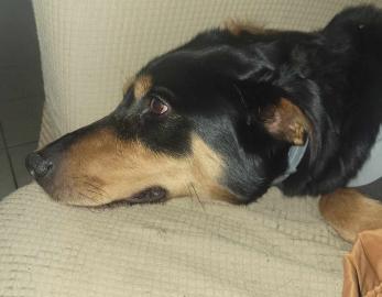 Pepito
