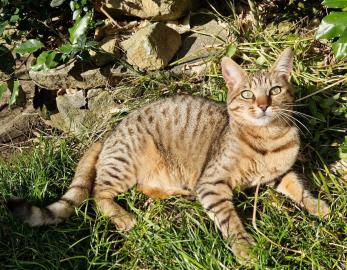 Ziggy