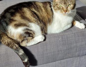 Mirabelle 