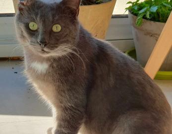 Romylus 