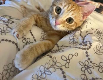Cornelius 